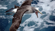 albatross thalassarche salvini