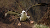 atlantic yellow nosed albatross seabird desktop background