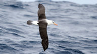 campbell albatross thalassarche impavida background