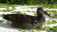 download black footed albatross hd 1080p
