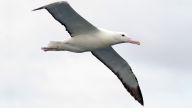 northern royal albatross or toroa 1080p