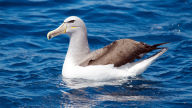 salvins albatross thalassarche salvini