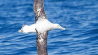 snowy albatross diomedea exulans in flight