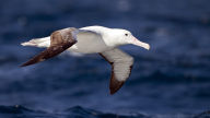 southern royal albatross seabird in flight wallpaper