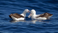 southern royal albatrosses beaking widescreen wallpaper