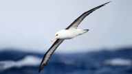 thalassarche melanophrys black browed albatross in flight
