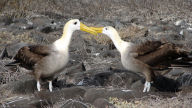 waved albatrosses courtship ritual widescreen wallpaper