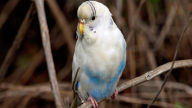 budgerigar pale blue melopsittacus undulatus female