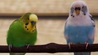 budgerigars wallpaper