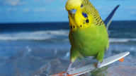 funny budgie surfing