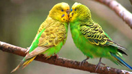 budgie wallpapers