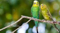 two budgerigars