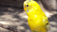 yellow parakeet wallpaper