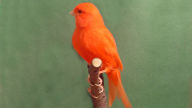 canary red factor bird wallpaper