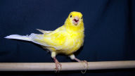 canary singing background