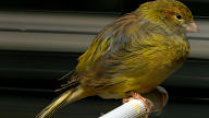 domestic canary bird serinus canaria