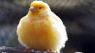 fluffy canary bird