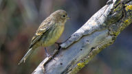 wild juvenile common canary desktop wallpaper