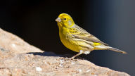 wild male bird canary serinus canaria