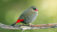 firetail