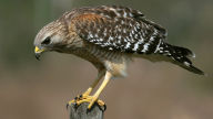 red shouldered hawk