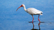 white ibis wallpaper