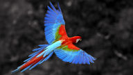 macaw