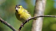 siskin