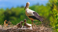 stork and babies