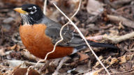 american robin thrush