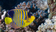 beautifull royal angelfish