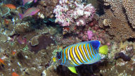 marine royal angelfish reef hd