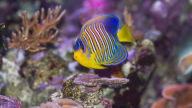 pygoplites diacanthus royal angel fish