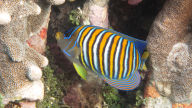 regal angelfish 1080p