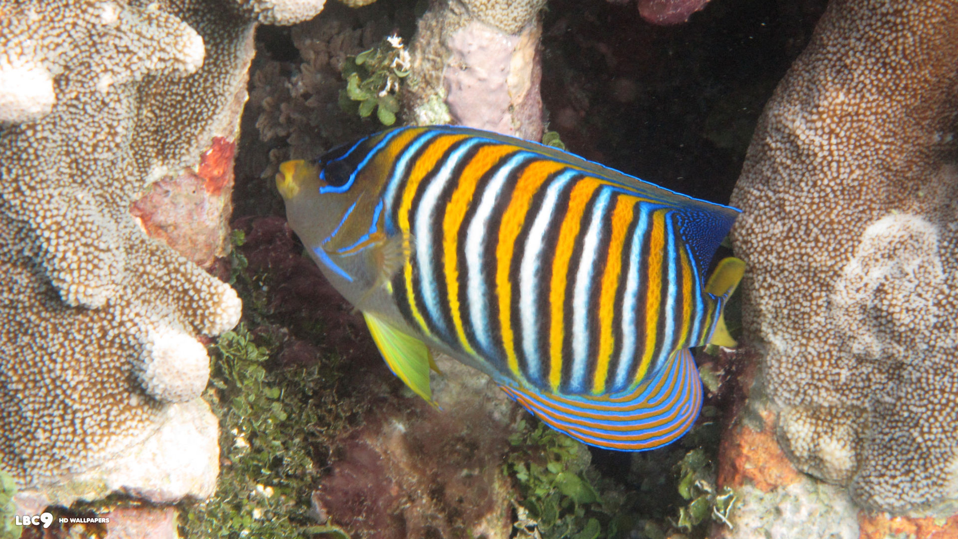 regal angelfish 1080p