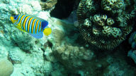 regal angelfish hd desktop background