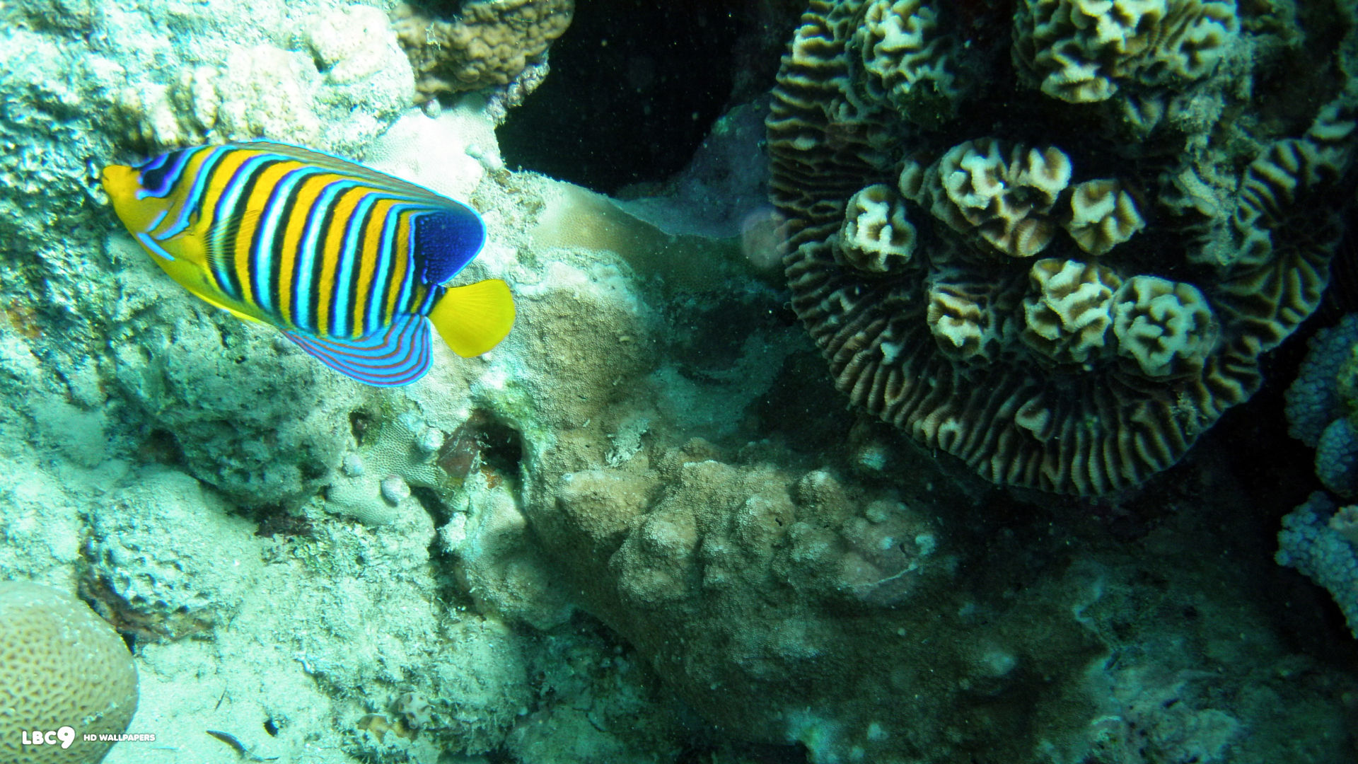 regal angelfish hd desktop background