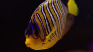 royal angelfish 1080p