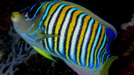 royal angelfish 1920x1080