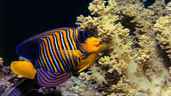 royal angelfish corals