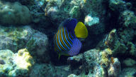 royal angelfish maldives pygoplites diacanthus