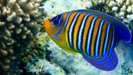 vibrant colors regal angelfish wallpaper