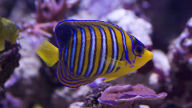 yellow blue stripes regal angelfish