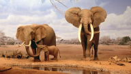 animals elephants baby elephant wallpaper