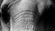 elephant face monochrome 1080x1920