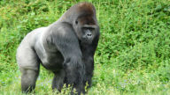 proud silverback gorilla
