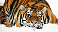 tiger in snow hd 1080p