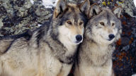 two beautiful wolves