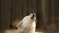 wallpapers howling white wolf desktop background