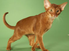 abyssinian cat